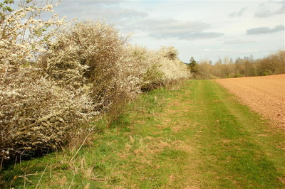 Walk photo