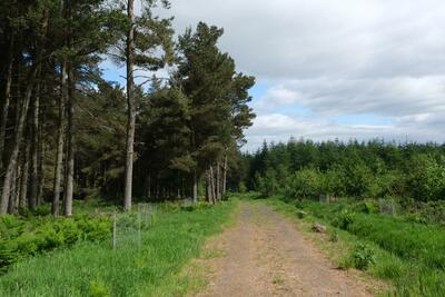 Walk photo