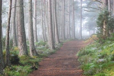 Walk photo