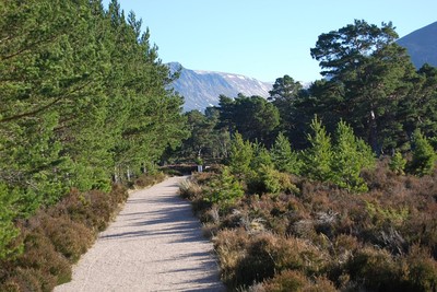 Rothiemurchus Forest and the Iron Bridge