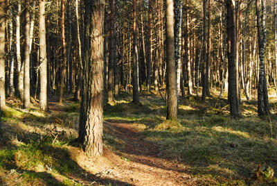 Walk photo