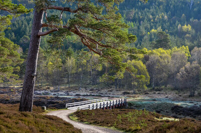 Walk photo