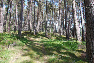 Walk photo