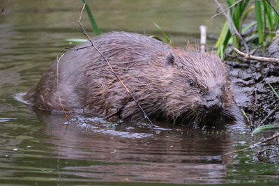 Beaver Trail, Rothiemurchus