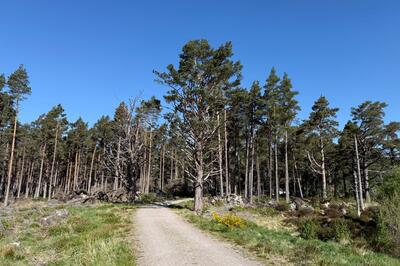 Walk photo