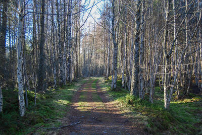 Walk photo