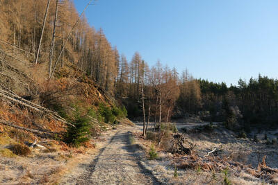 Walk photo
