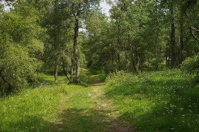 Walk photo