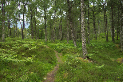 Walk photo