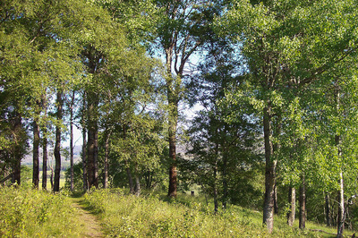 Walk photo