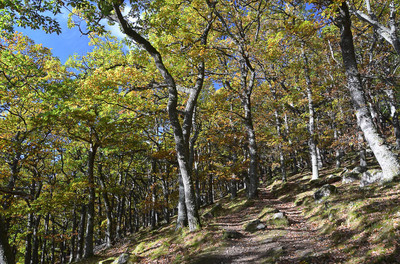 Walk photo