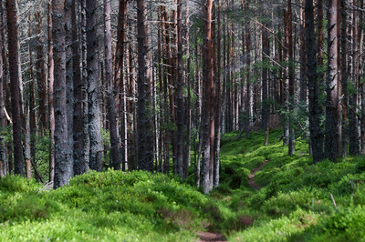 Walk photo