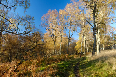Walk photo
