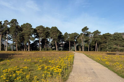 Walk photo
