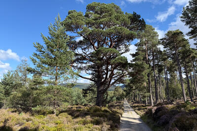 Walk photo
