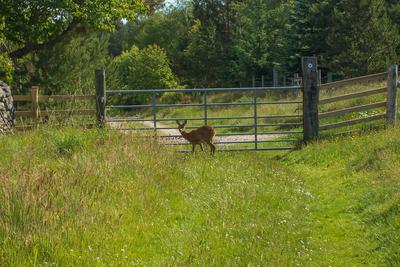Walk photo