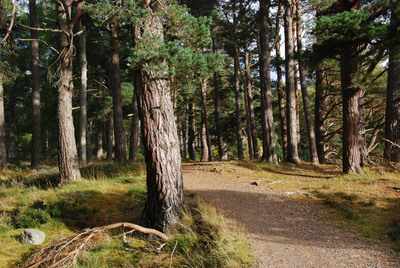 Walk photo
