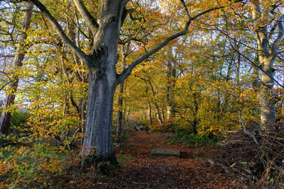 Walk photo