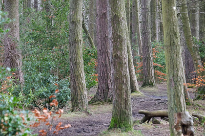 Walk photo