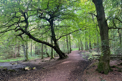 Walk photo