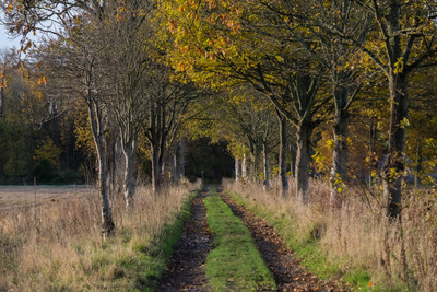 Walk photo
