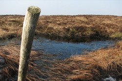Cauldcleuch Head