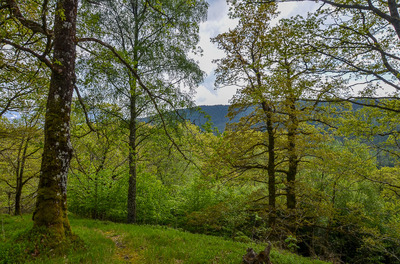 Walk photo