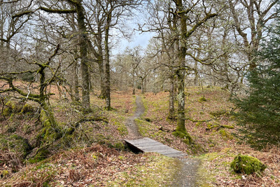 Killiechonate Forest, Spean Bridge