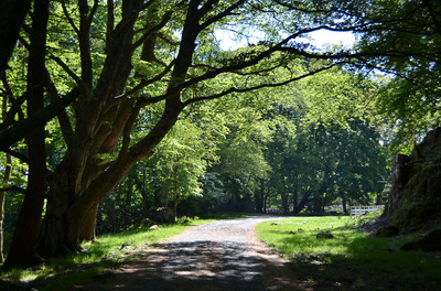 Walk photo