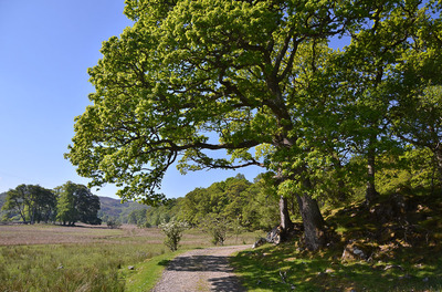 Walk photo