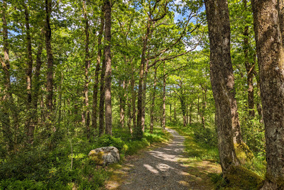 Walk photo