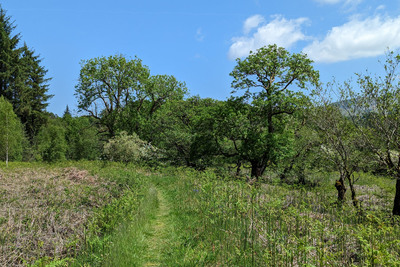 Walk photo