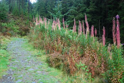 Walk photo