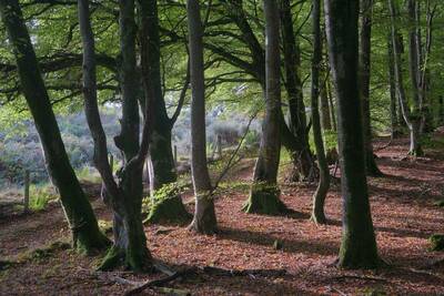 Walk photo