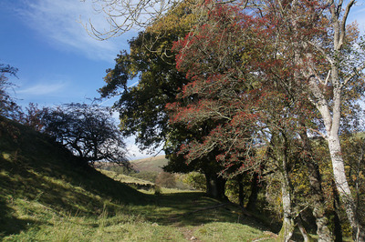 Walk photo