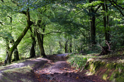 Walk photo