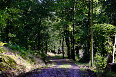 Walk photo
