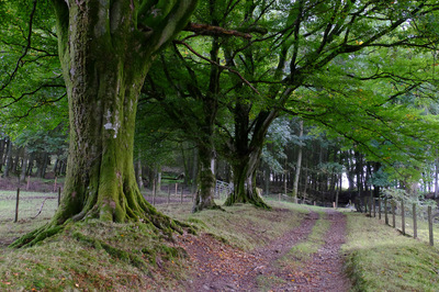Walk photo