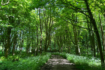 Walk photo