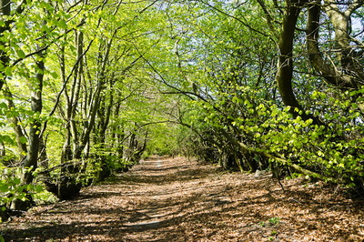 Walk photo