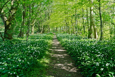 Walk photo
