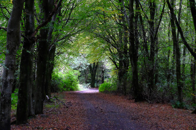 Walk photo