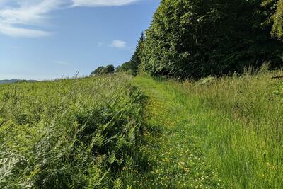 Walk photo