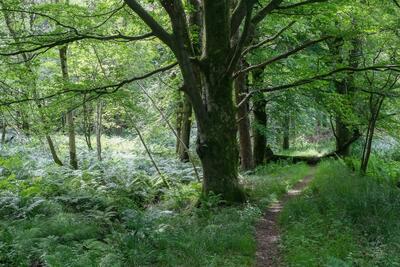 Walk photo