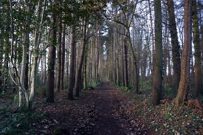 Walk photo