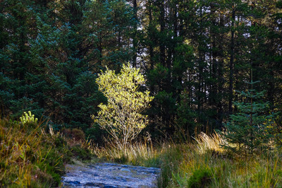 Walk photo