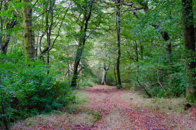 Walk photo