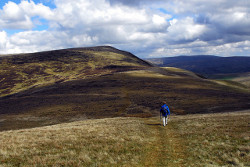 Calf Top