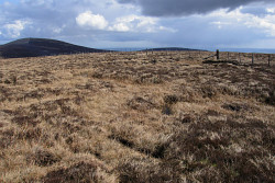 Comb Fell