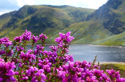 FEATURE: A guide to Scottish heathers
